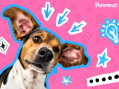 Köpeklerde kulak iltihabı