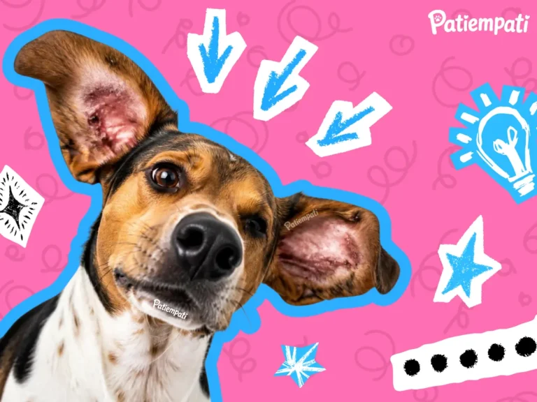 Köpeklerde kulak iltihabı