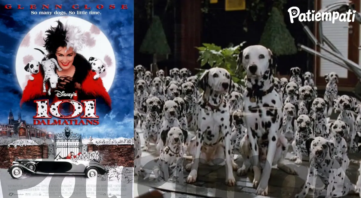 101 Dalmaçyalı filminden bir sahne ve film afişi