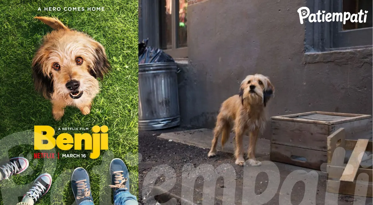 Benji filminden bir sahne ve film afişi