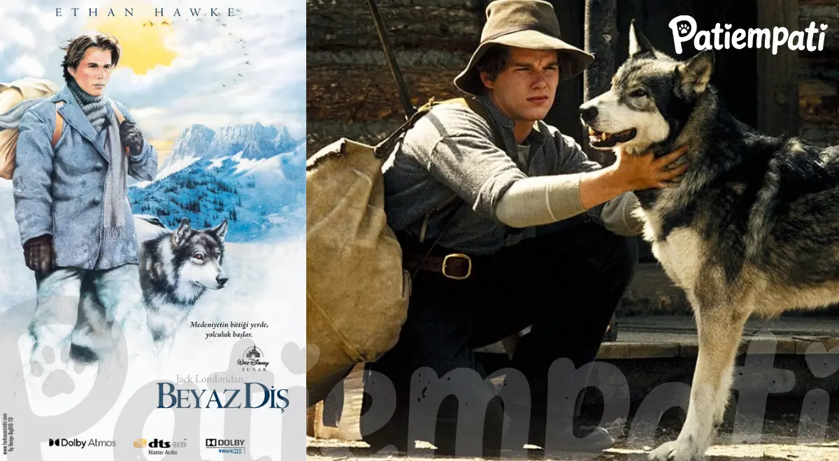 Beyaz Diş filminden bir sahne ve film afişi