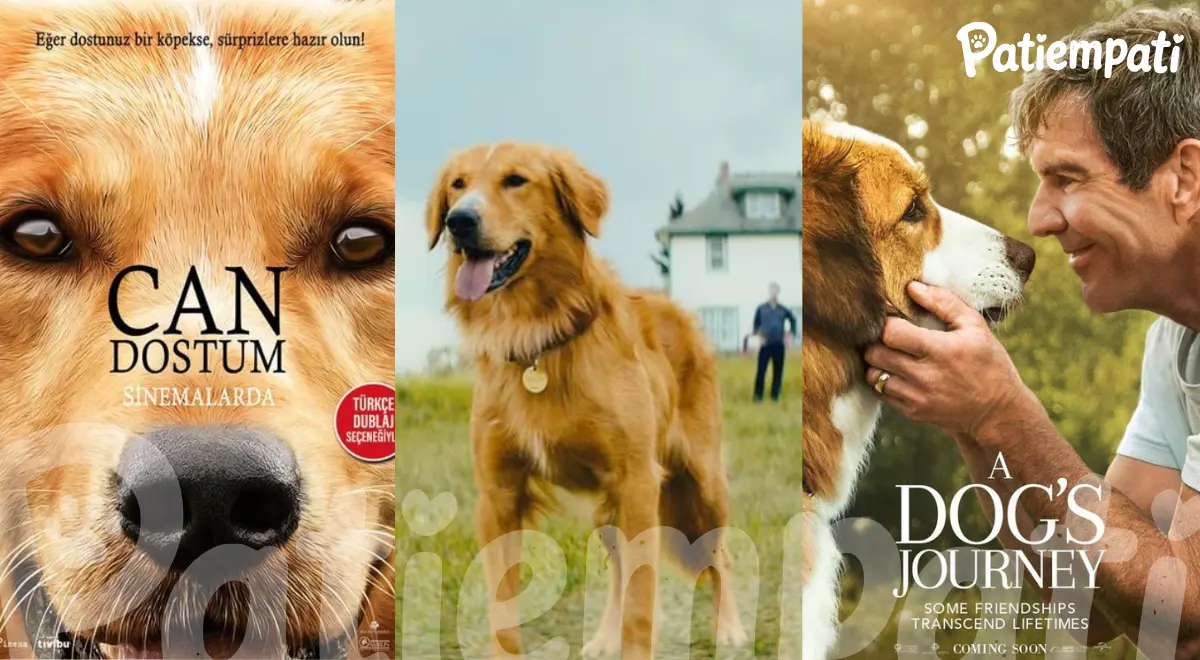 Can Dostum ve Dostumun Yolculuğu filmlerinden bir sahne ve film afişleri