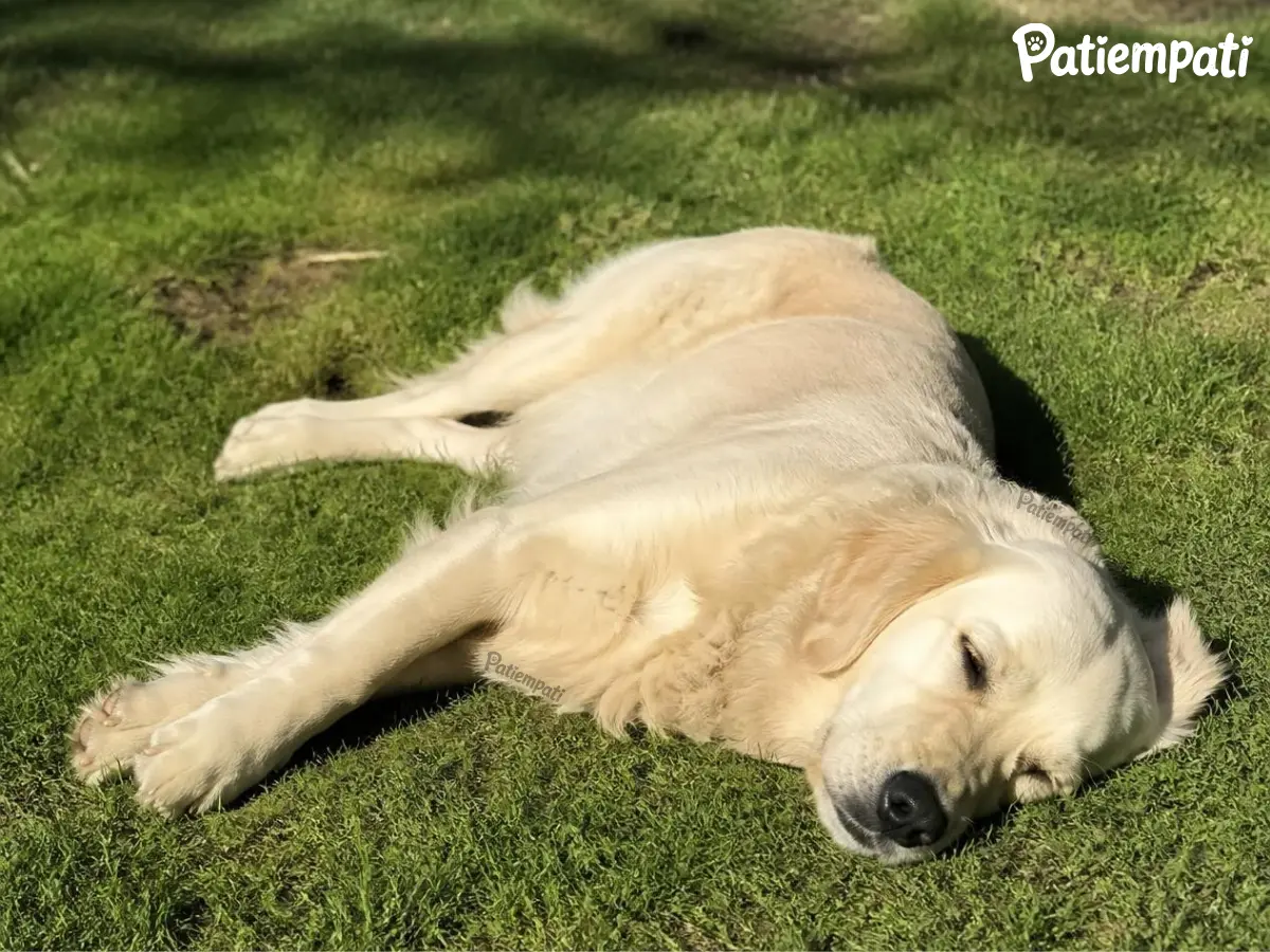 Sıcak yaz gününde çimenlerin üzerinde gölgede dinlenen ve uyuyan Golden Retriever köpek