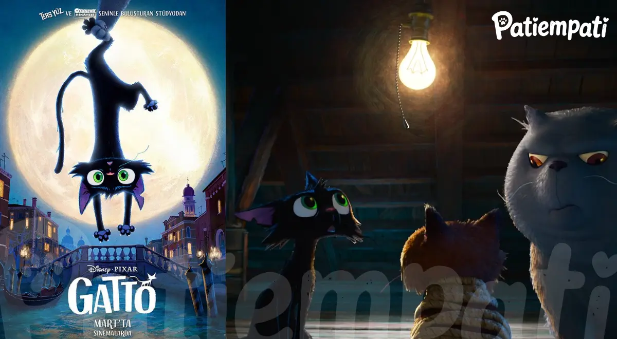 Gatto filminden siyah kedi Nero'nun yer aldığı bir sahne ve film görseli