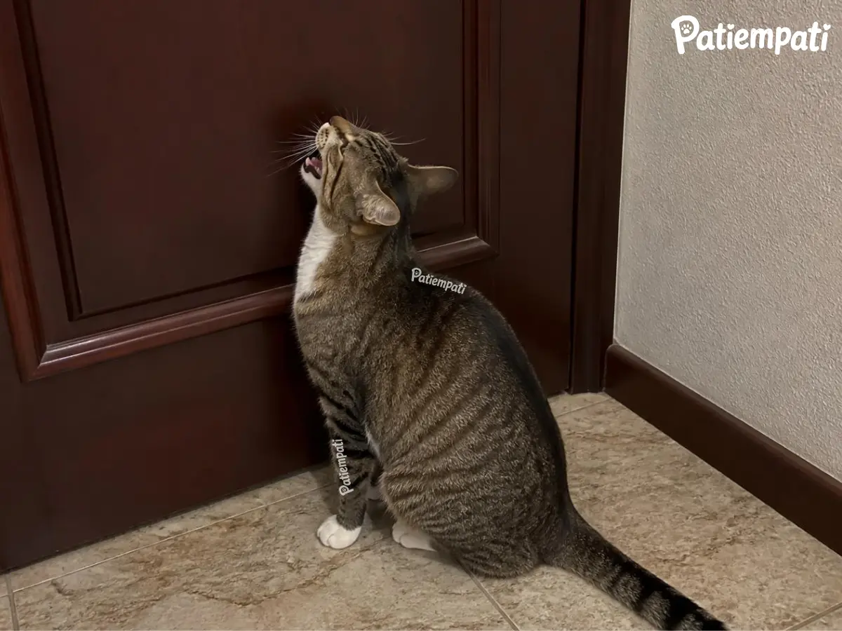 Kapalı ahşap kapının önünde yukarı bakarak miyavlayan tekir kedi
