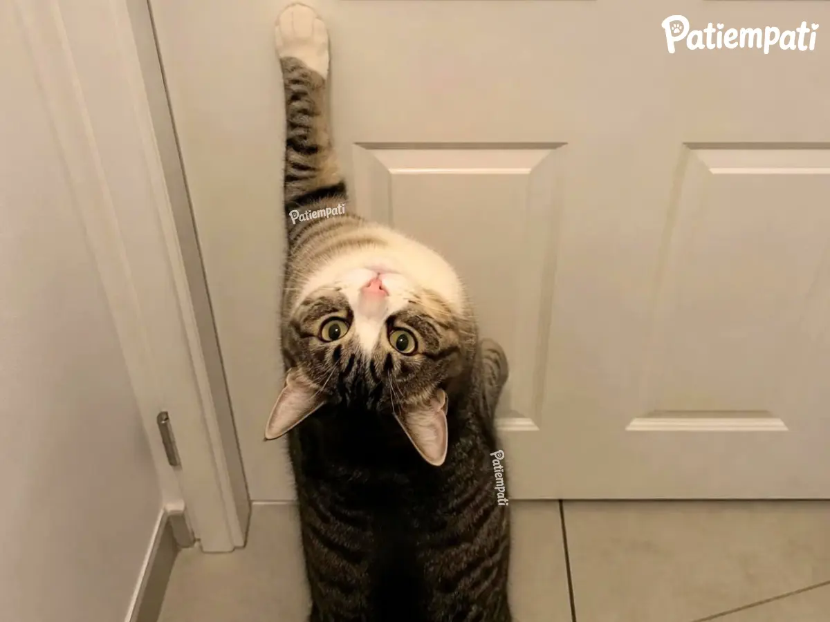 Kapıya patisiyle uzanıp ters bakarak dikkat çekmeye çalışan tekir kedi