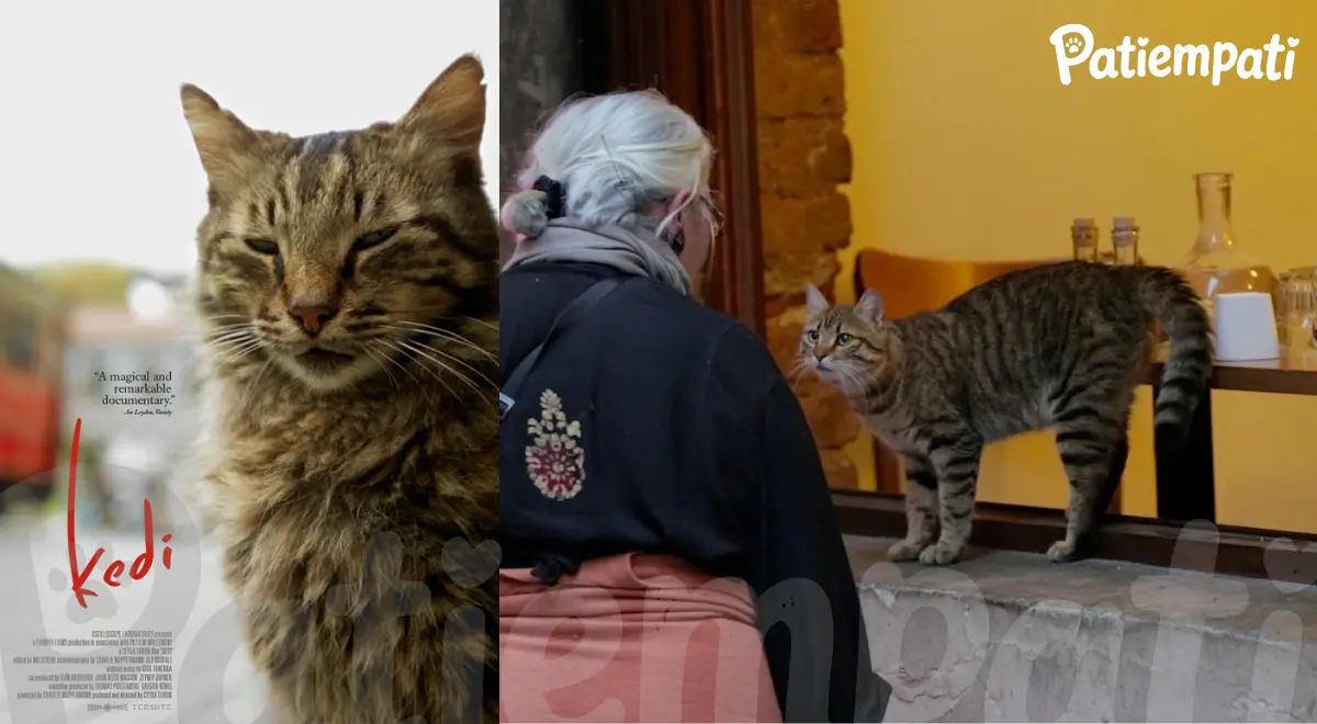 Kedi 2016 belgeselinden bir sahne ve film afişi