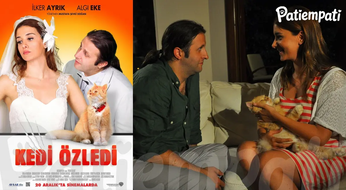Kedi Özledi filminden bir sahne ve film afişi