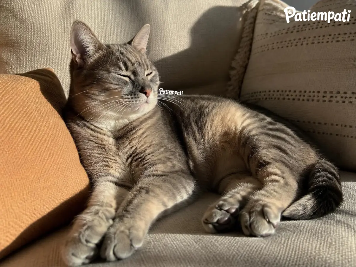 koltukta yatan kedi