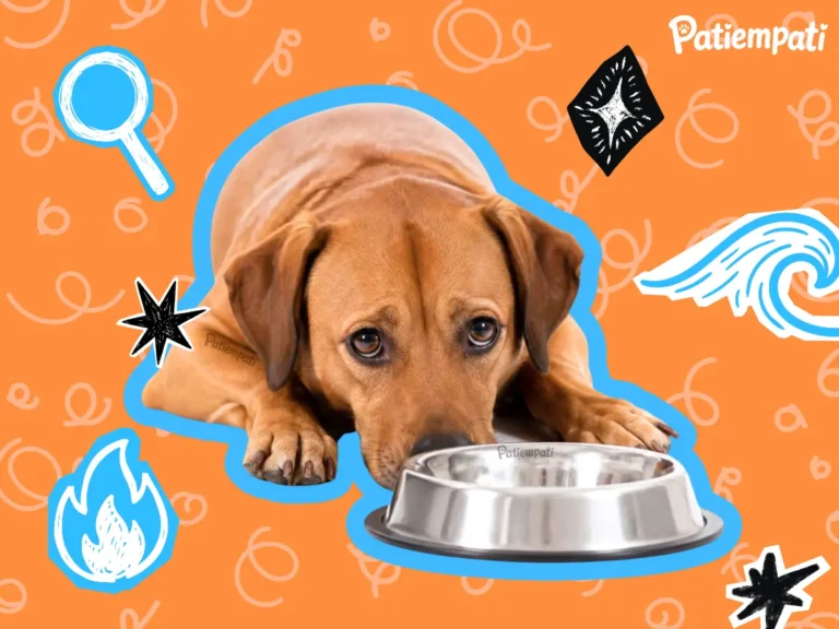 Su kabının önünde yatarak duran bir köpeğin illüstrasyonu
