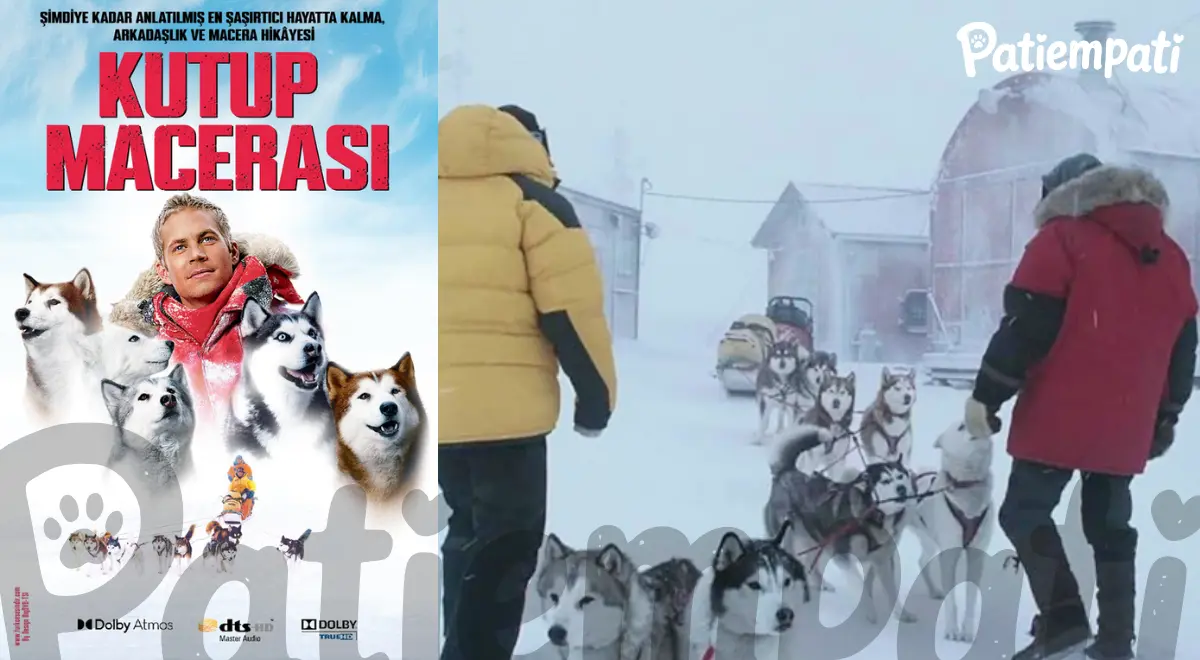 Kutup Macerası filminden bir sahne ve film afişi