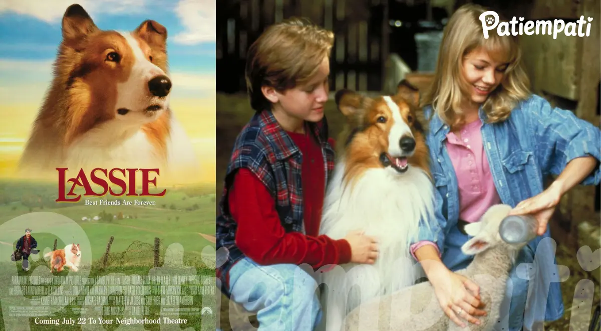 Lassie filminden bir sahne ve film afişi