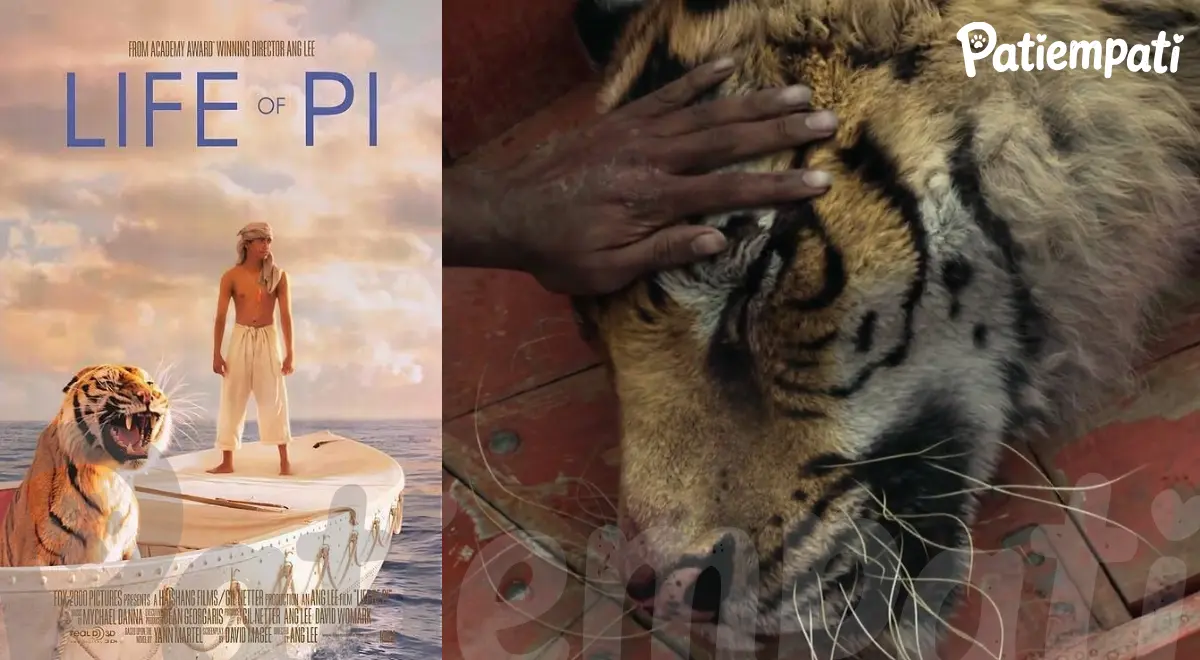 Life of Pi filminden bir sahne ve film afişi