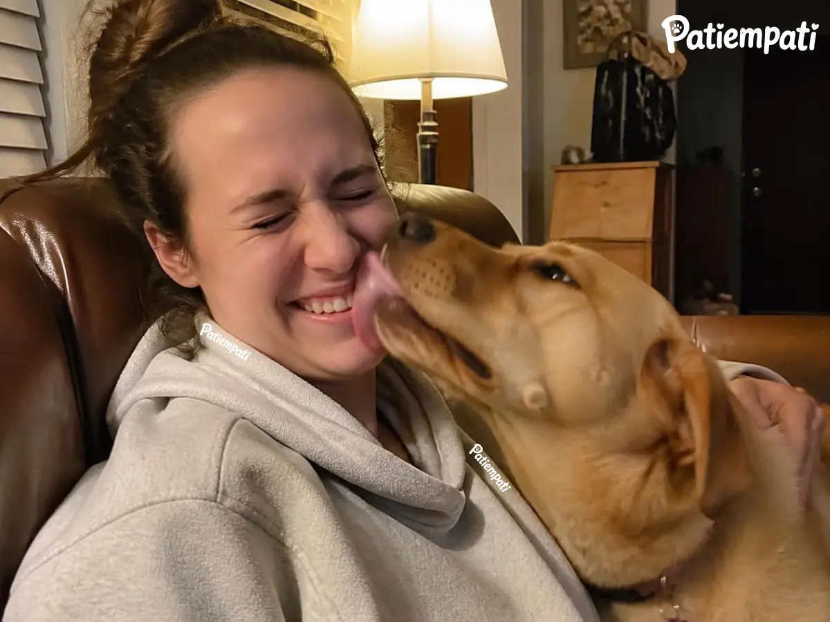 sahibinin yüzünü yalayan köpek