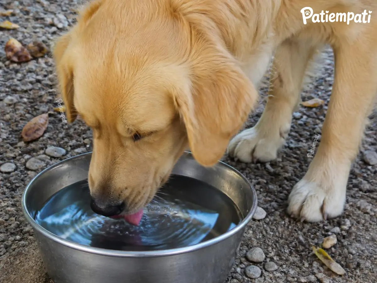 Çelik kaptan su içen bir köpeğin fotoğrafı