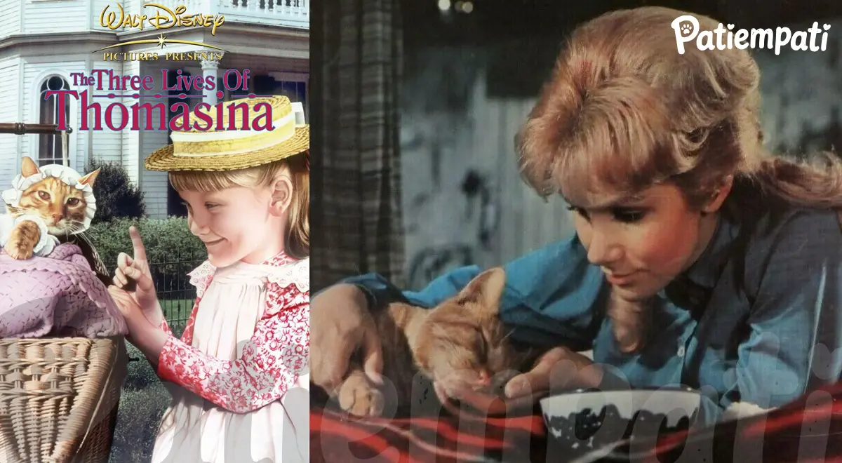 The Three Lives of Thomasina filminden bir sahne ve film afişi