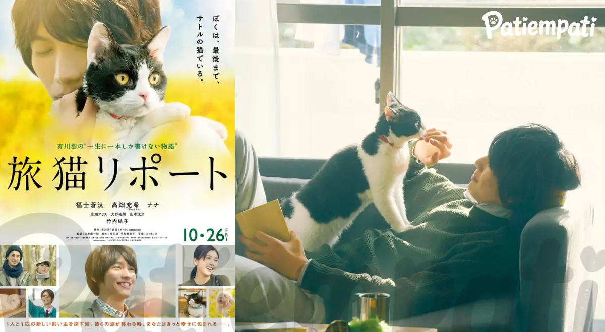 The Travelling Cat Chronicles filminden bir sahne ve film afişi